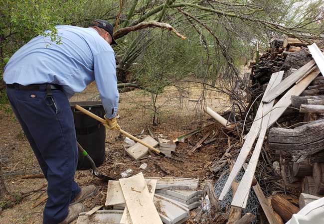 Are pack rats dangerous to my dog? Picture of tech removing packrat nest.
