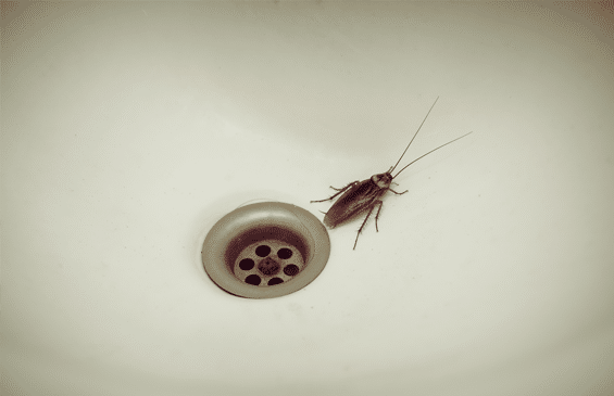 Cockroach Sink
