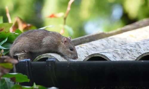 Roof Rat