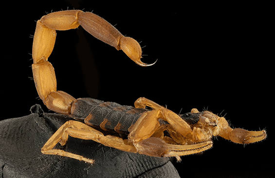 Scorpion | Tucson Pest