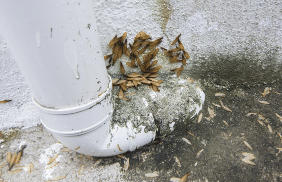 Termites Drainage | Conquistador Tucson